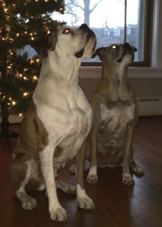 This is Roscoe and Molly. They can cause quite a ruckus if they don't get their own gifts on Christmas morning.