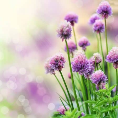 Blooming chive herb on beautiful bokeh background. Very shallow DOF.